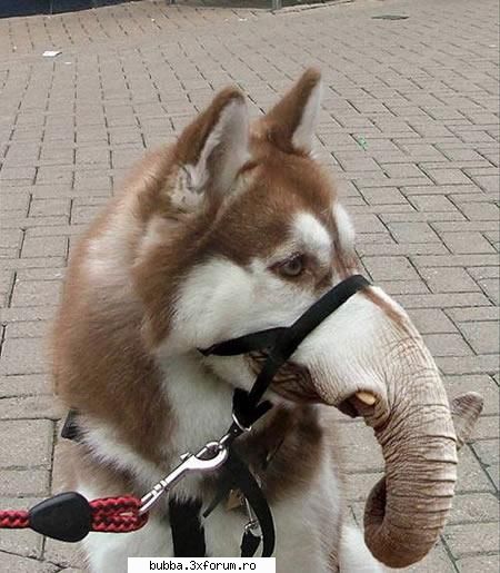 poze comice - iioana84 - <|Funny Pics|>